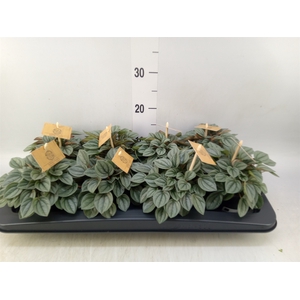 Peperomia  'Napoli Nights'