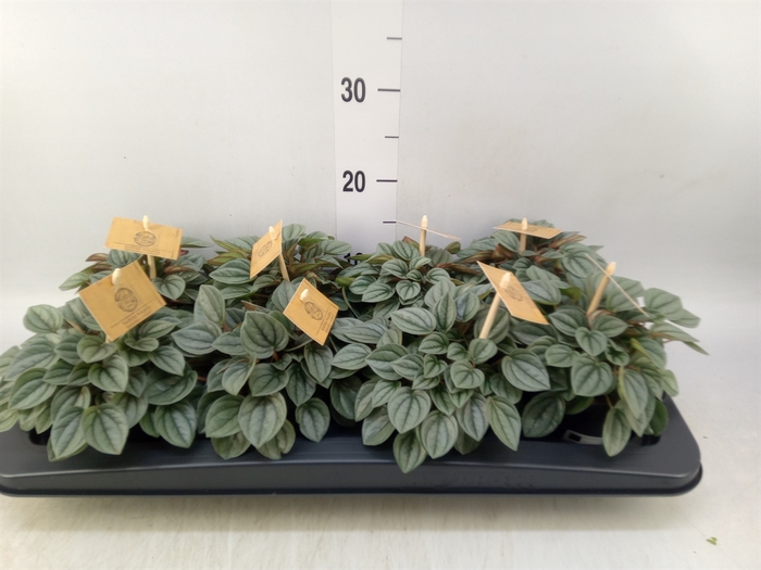 <h4>Peperomia  'Napoli Nights'</h4>
