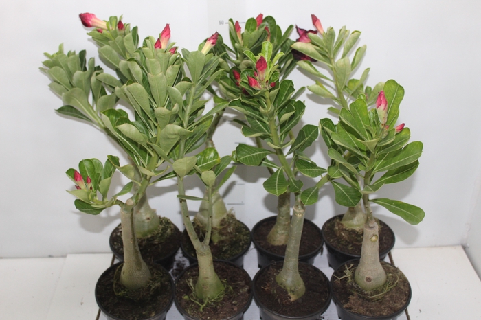 <h4>ROSA DO DESERTO DOBRADO P15</h4>