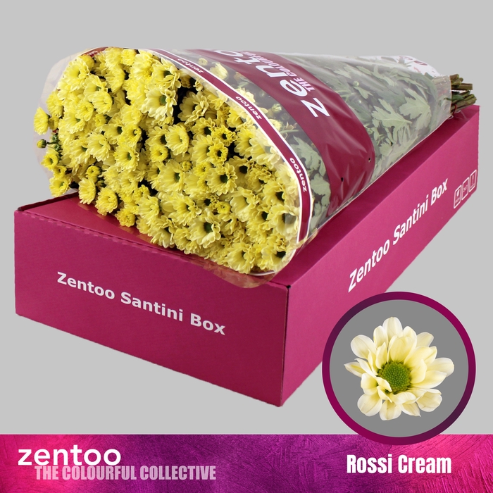 <h4>Chrysanten Chr S Rossi Cream</h4>