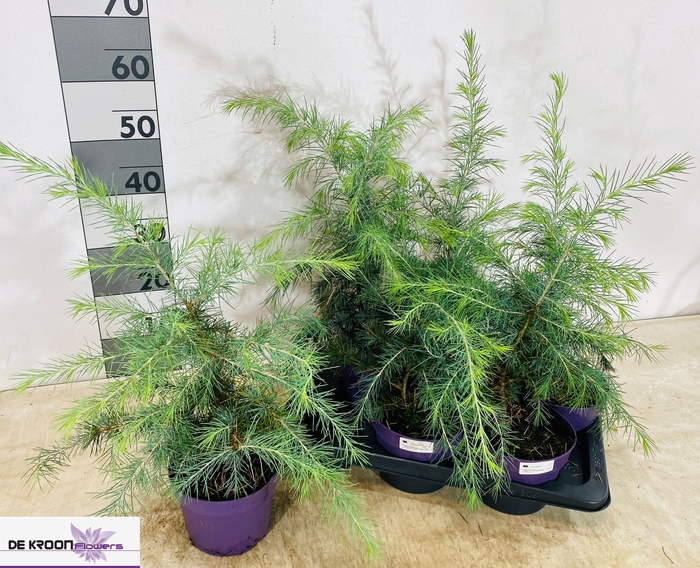 <h4>CEDRUS DEODARA</h4>