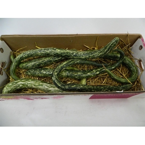 Sier Cuc P Snakegourd