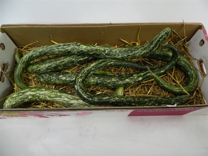 <h4>Sier Cuc P Snakegourd</h4>