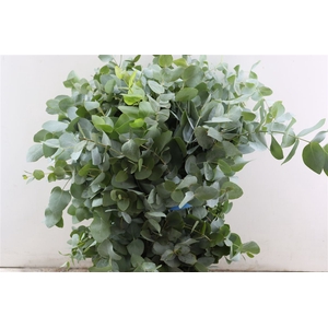 Euca Cinerea 300gr P Bunch