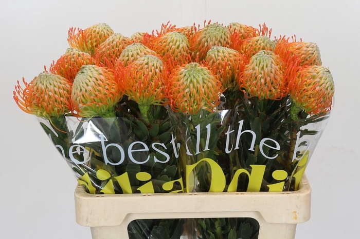 <h4>Nutans Ayoba Sun</h4>