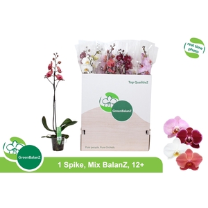 PHAL GEM