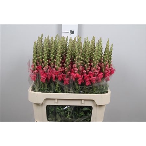 Antir Avignon Rose
