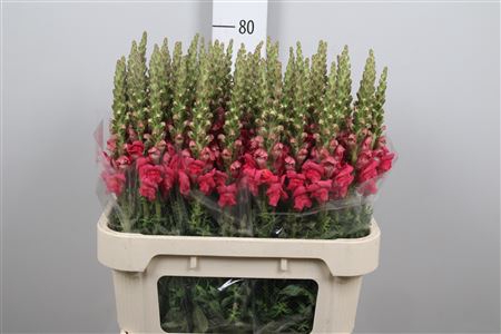 <h4>Antir Avignon Rose</h4>