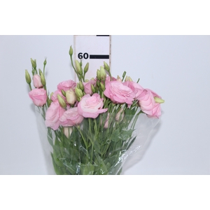 NAO USAR - LISIANTHUS ROSA CLARO 070 CM