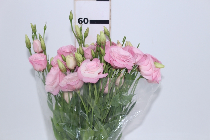 NAO USAR - LISIANTHUS ROSA CLARO 070 CM