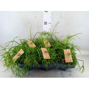 Rhipsalis baccifera 'Oasis'