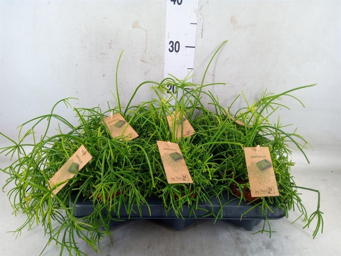 <h4>Rhipsalis baccifera 'Oasis'</h4>