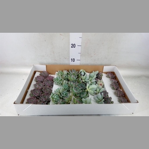 Echeveria   ...mix