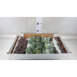 Echeveria   ...mix
