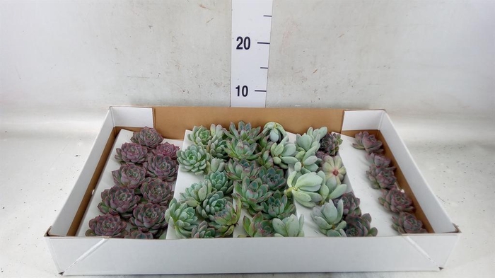 <h4>Echeveria   ...mix</h4>
