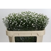 Aster White Gypsy