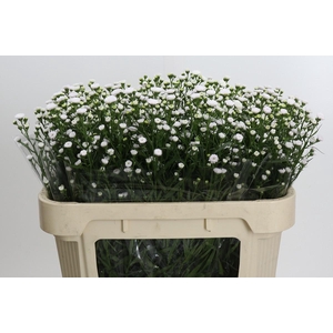 Aster White Gypsy