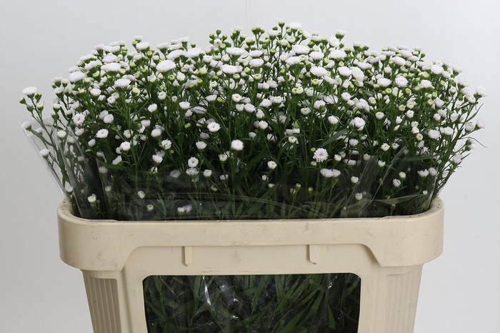 <h4>Aster White Gypsy</h4>