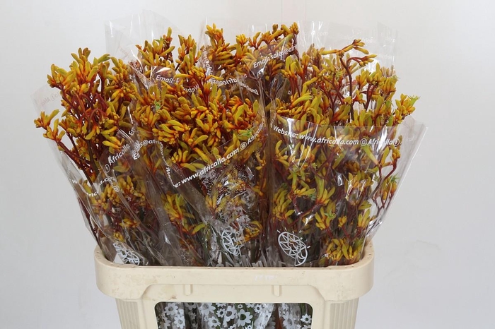 <h4>Anigozanthos Gold Fever</h4>