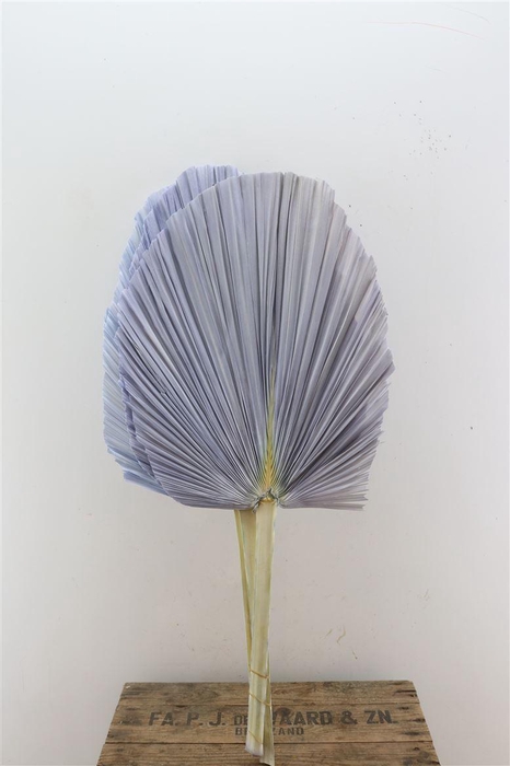 Dried Palm Spear 3pc Xxl Bl Milka Bunch