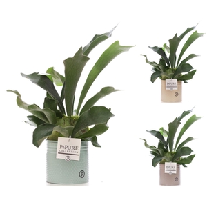Platycerium Bif. in P&PURE Louise 4 zinc