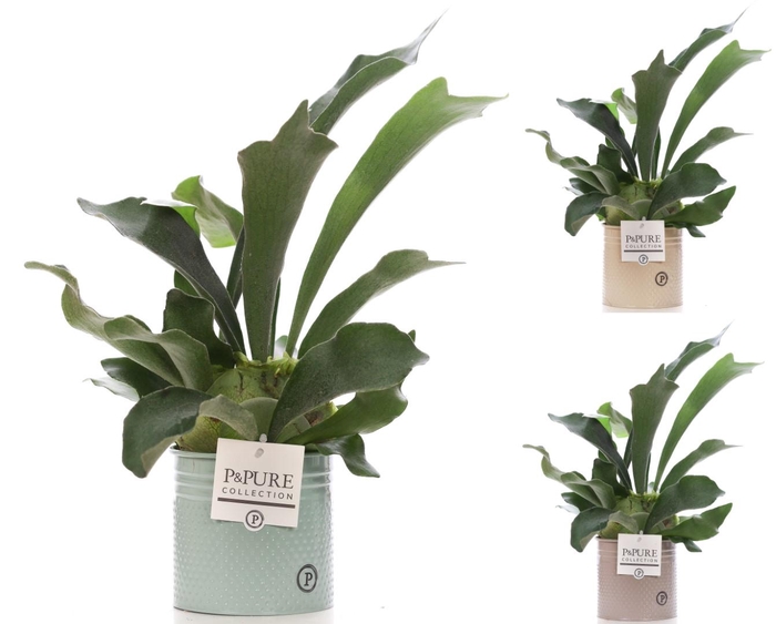 <h4>Platycerium Bif. in P&PURE Louise 4 zinc</h4>
