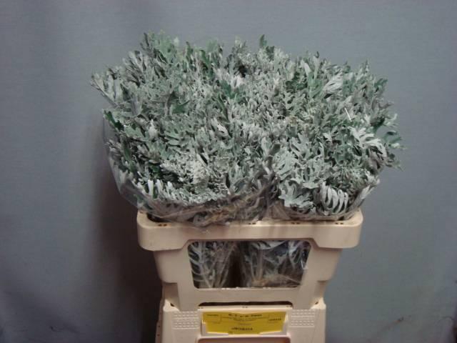 <h4>JACOBAEA MARITIMA</h4>