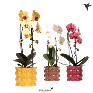 Kolibri Orchids Cascade Niagara Fall mix 1 spike in Cotton pot yellow mix