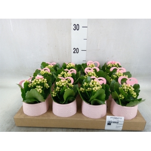 Arr.   Planten L%