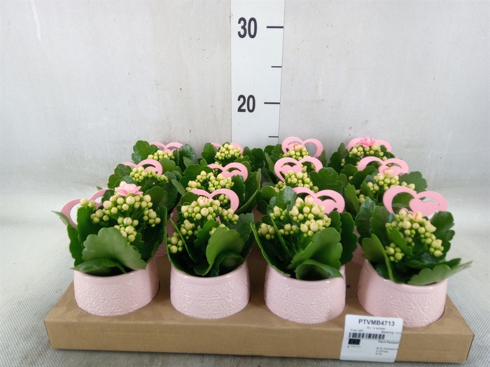 <h4>Arr.   Planten L%</h4>