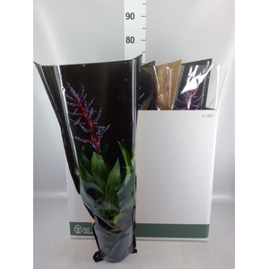 Aechmea  'Blue Rain'