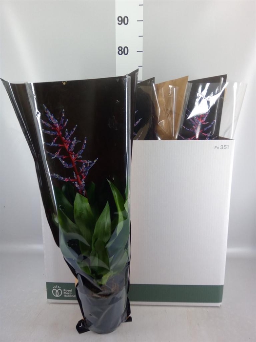 <h4>Aechmea 'Blue Rain'</h4>