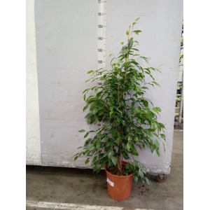 Ficus benja. 'Exotica'