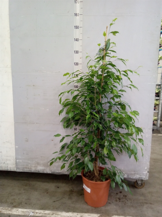 <h4>Ficus benja. 'Exotica'</h4>