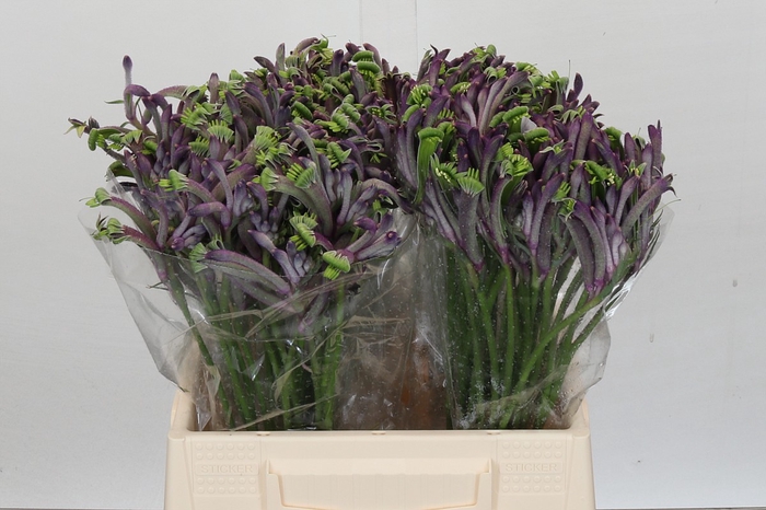 <h4>Anigozanthos Celebrations Firework</h4>