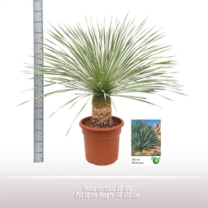 Yucca rostrata