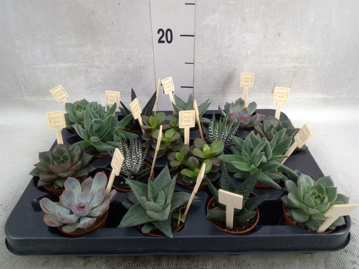 <h4>Succulents   ...mix 4</h4>