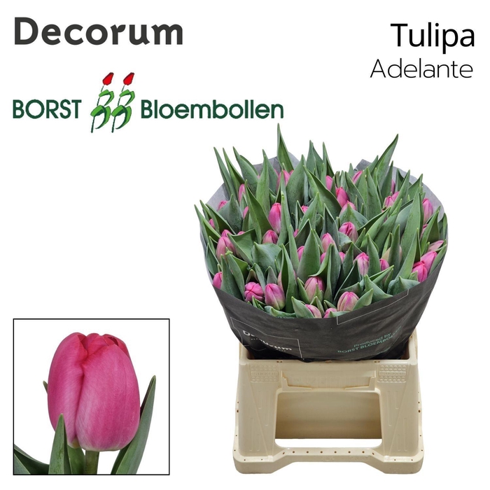 <h4>TU EN ADELANTE</h4>