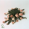 VERBE LAN PEACH
