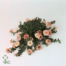 VERBE LAN PEACH