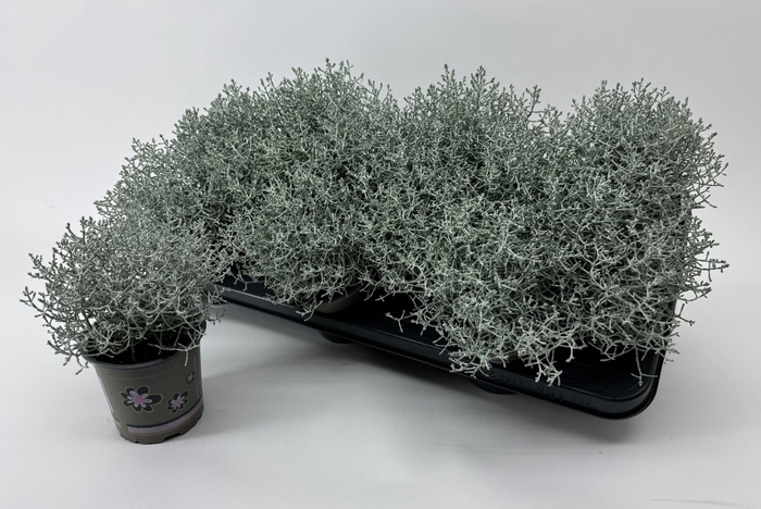 LEUCOPH BROWNII