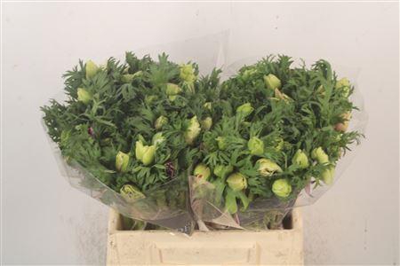 <h4>Anemone Galil White</h4>