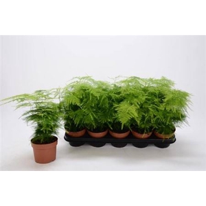 ASPAR SETACEUS stock