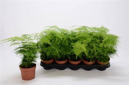 <h4>Asparagus setaceus </h4>