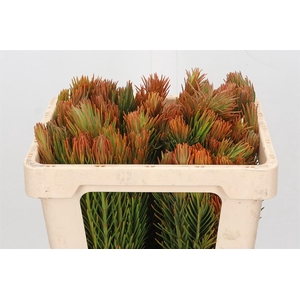 Kaaps Groen Retzia Carpensis