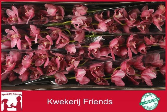 <h4>CYMB T MONICA</h4>