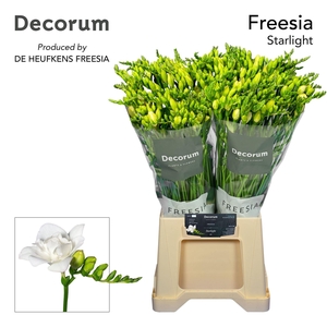 Freesia du Starlight