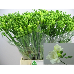 Freesia du Versailles