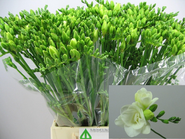 <h4>Freesia du Versailles</h4>