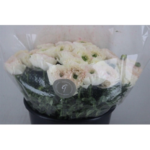 Ran Cloni Sup Cream Succes